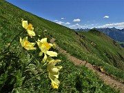 21 Estese fioriture di Pulsatilla alpina sulphurea (Anemone sulfureo) sul sent. 109 unificato sol 101